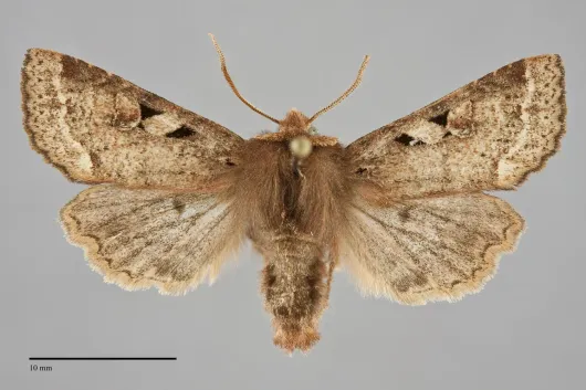 Orthosia praeses