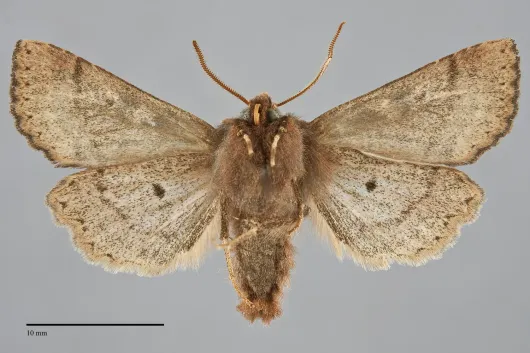 Orthosia praeses