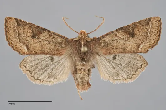 Orthosia praeses