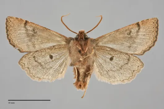 Orthosia praeses
