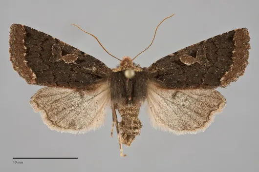 Orthosia praeses