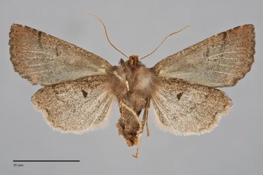 Orthosia praeses
