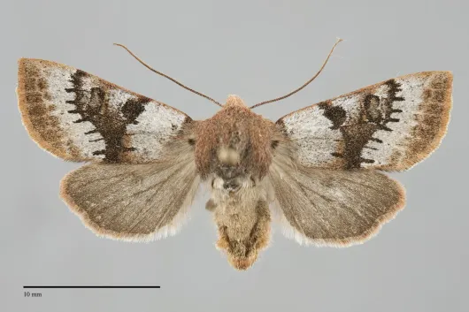 Orthosia pulchella