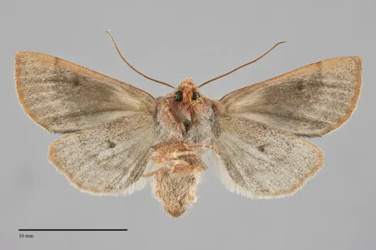Orthosia pulchella
