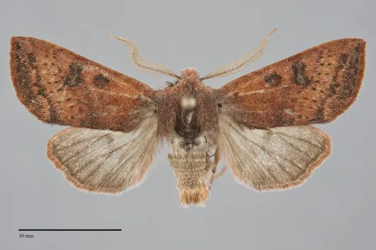 Orthosia pulchella