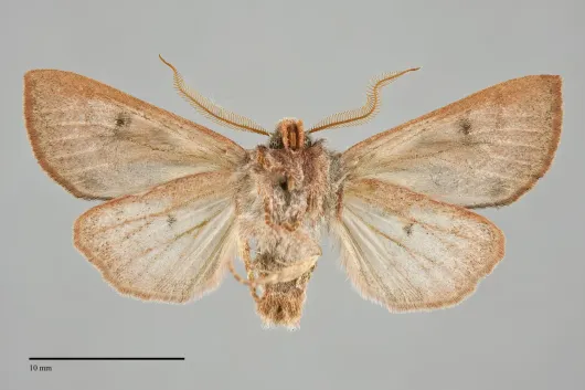 Orthosia pulchella