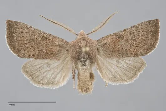 Orthosia pulchella