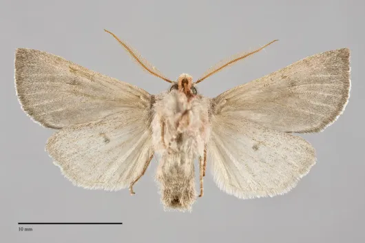 Orthosia pulchella