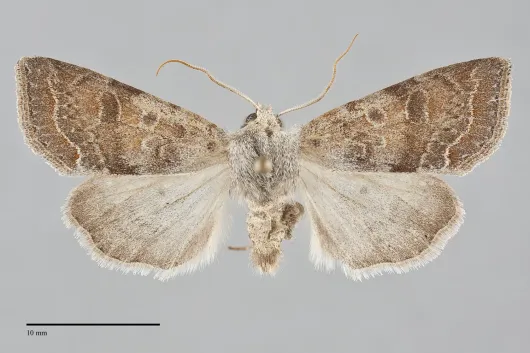Orthosia revicta