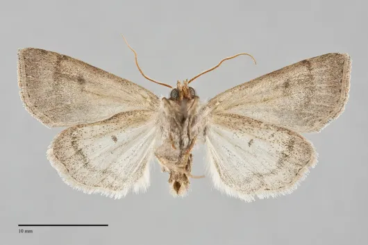Orthosia revicta