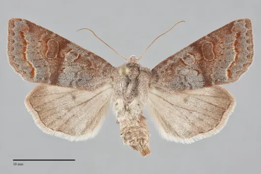 Orthosia revicta