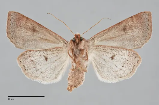 Orthosia revicta