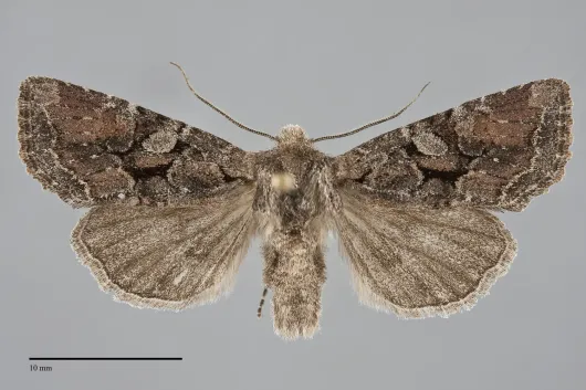 Orthosia segregata