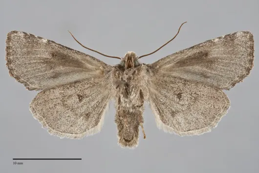 Orthosia segregata
