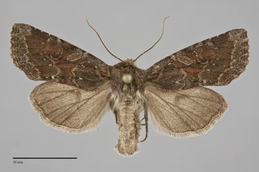 Orthosia segregata