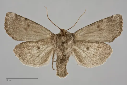 Orthosia segregata