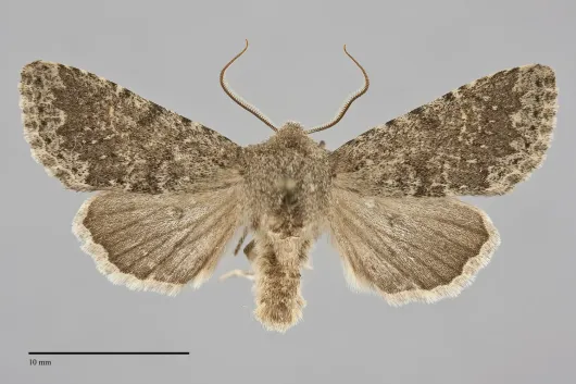 Orthosia terminata