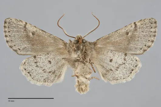 Orthosia terminata