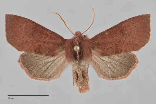 Orthosia transparens