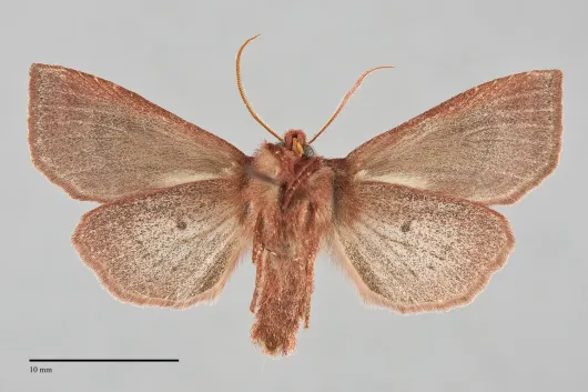 Orthosia transparens