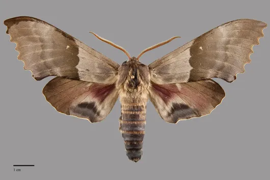 Pachysphinx modesta