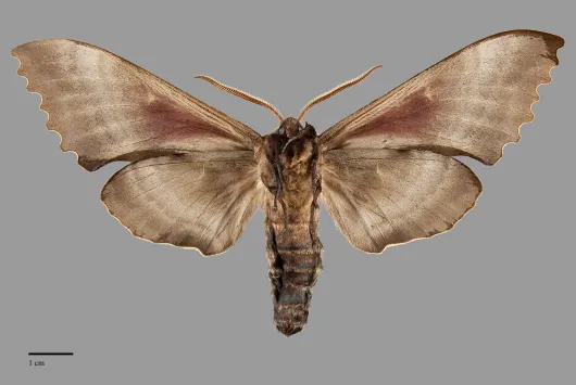 Pachysphinx modesta