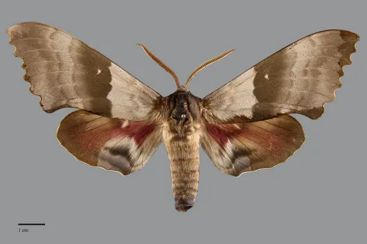 Pachysphinx modesta