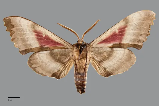 Pachysphinx modesta