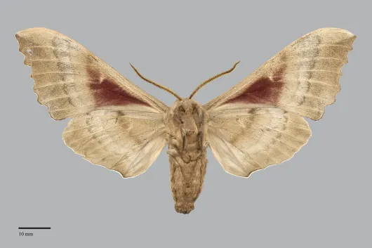 Pachysphinx occidentalis