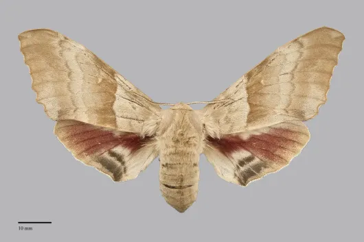 Pachysphinx occidentalis
