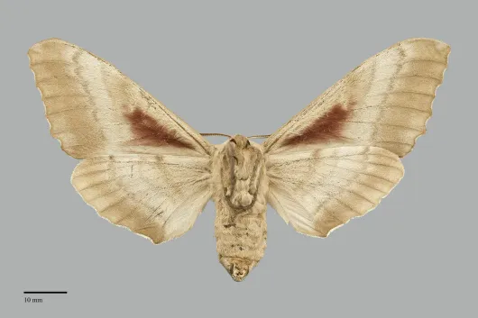 Pachysphinx occidentalis