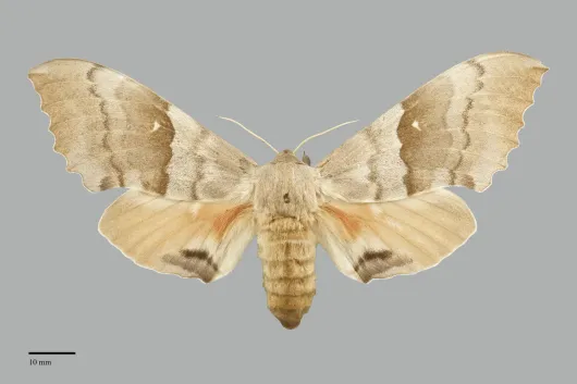 Pachysphinx occidentalis