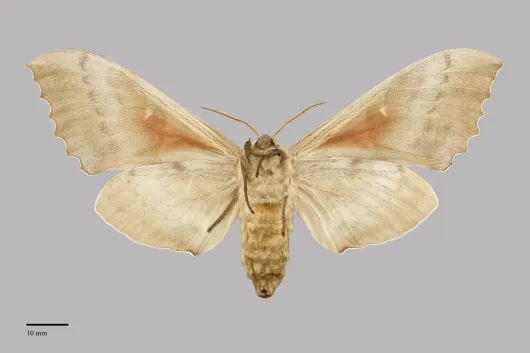Pachysphinx occidentalis