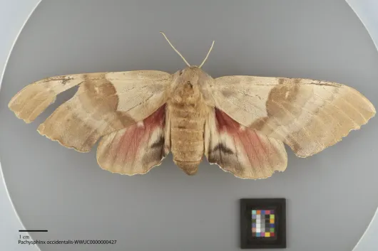 Pachysphinx occidentalis