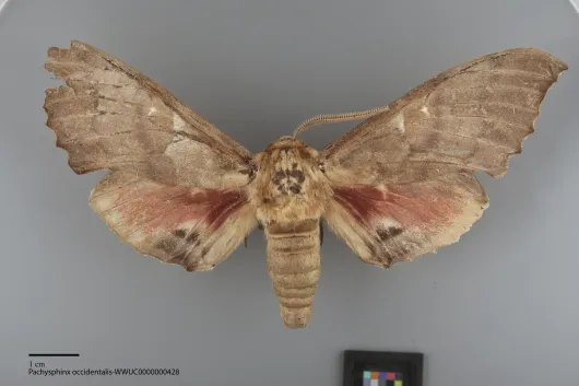 Pachysphinx occidentalis