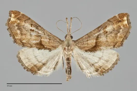 Palthis angulalis