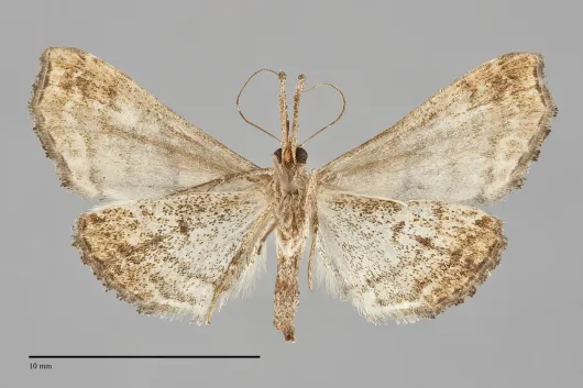 Palthis angulalis