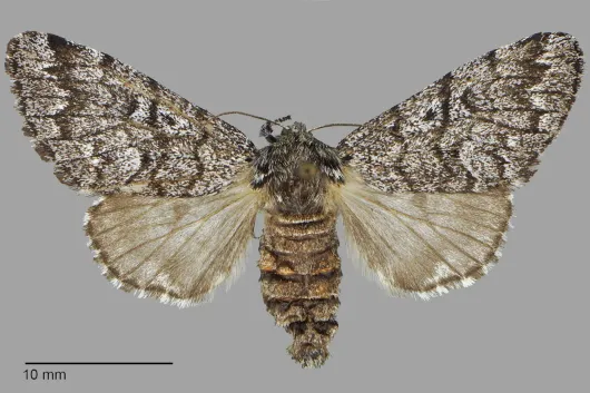 Panthea acronyctoides