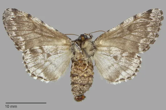 Panthea acronyctoides