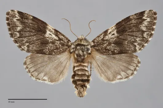Panthea acronyctoides