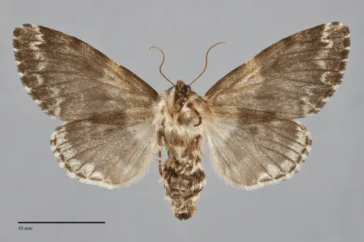 Panthea acronyctoides