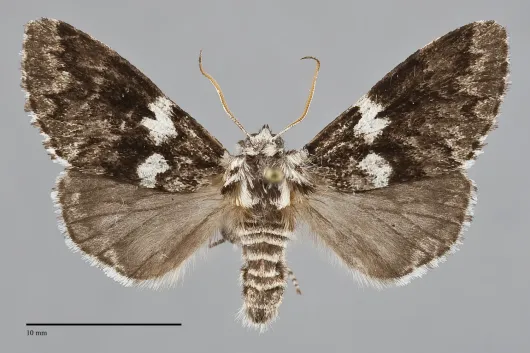 Panthea acronyctoides