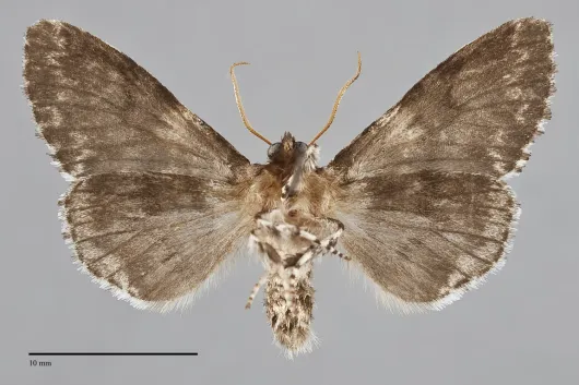 Panthea acronyctoides