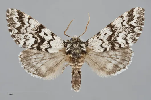 Panthea acronyctoides