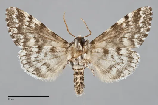 Panthea acronyctoides