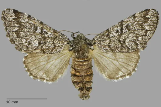 Panthea acronyctoides