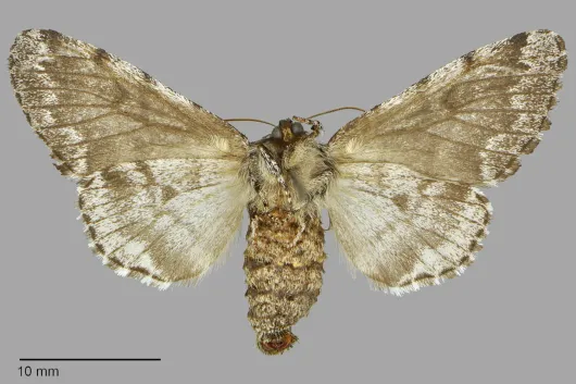 Panthea acronyctoides
