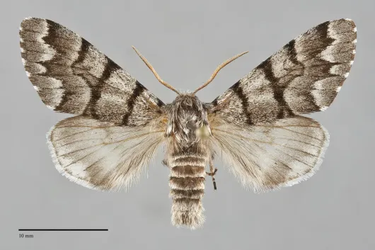 Panthea furcilla