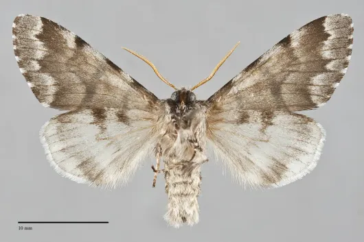 Panthea furcilla