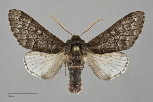 Panthea gigantea
